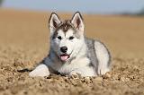 ALASKAN MALAMUTE 203